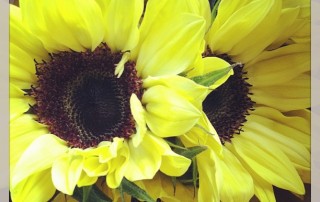 sunflowers
