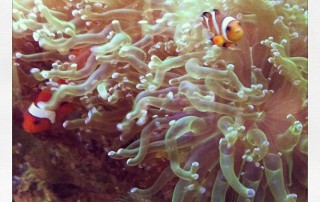 fish tank