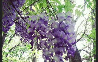 Spring Flowers