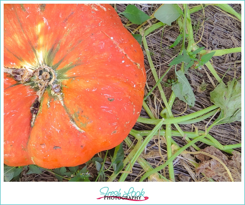 pumpkin patch pictures