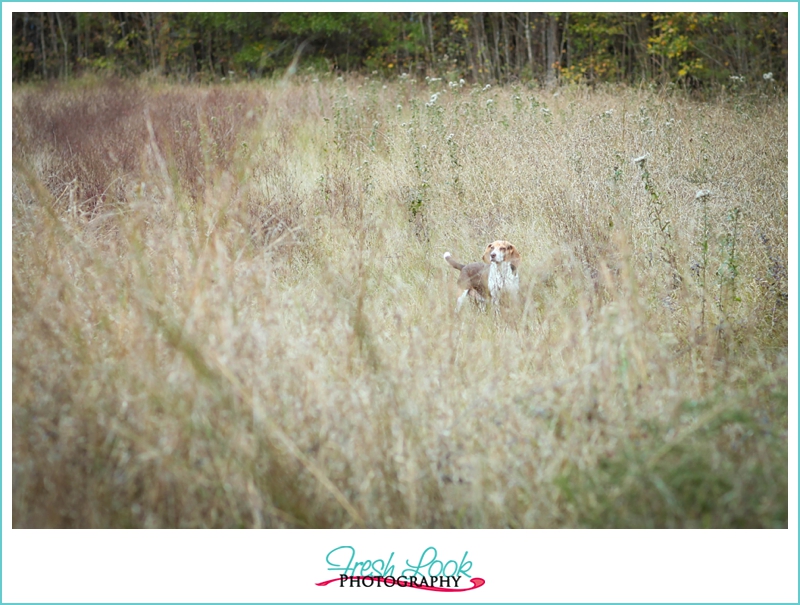 hound dog in the field
