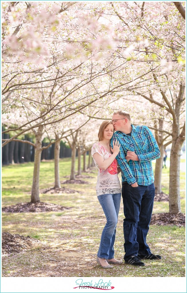 cherry blossom tree