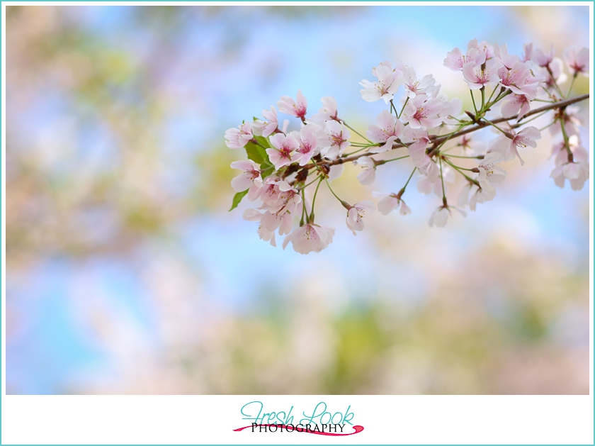 cherry blossom tree