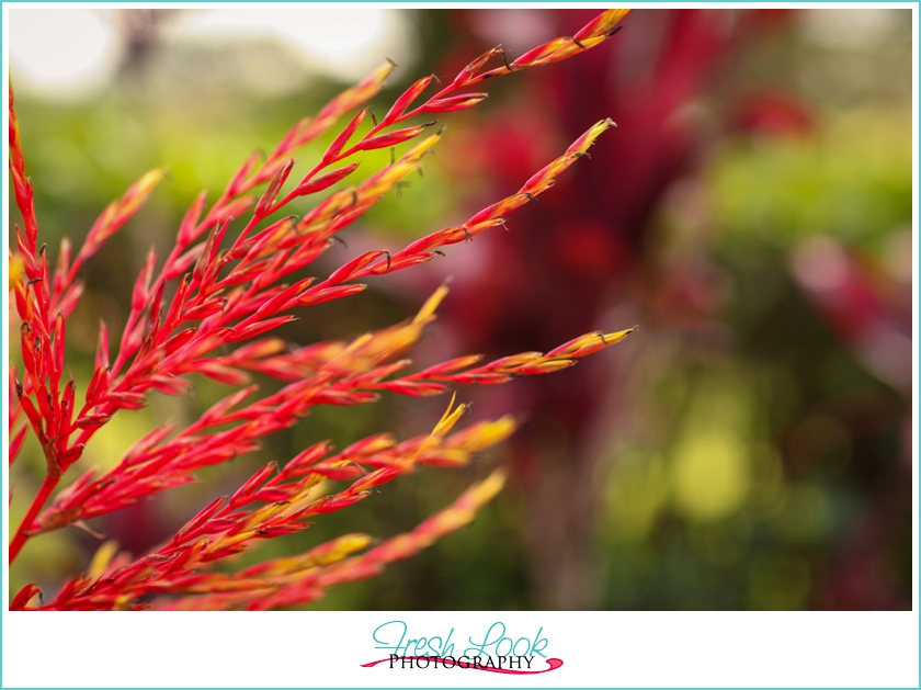 flowers in Hawaii