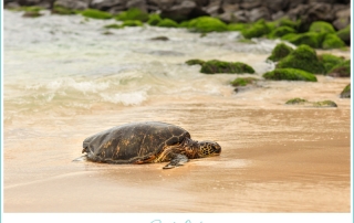 sea turtle on the beach