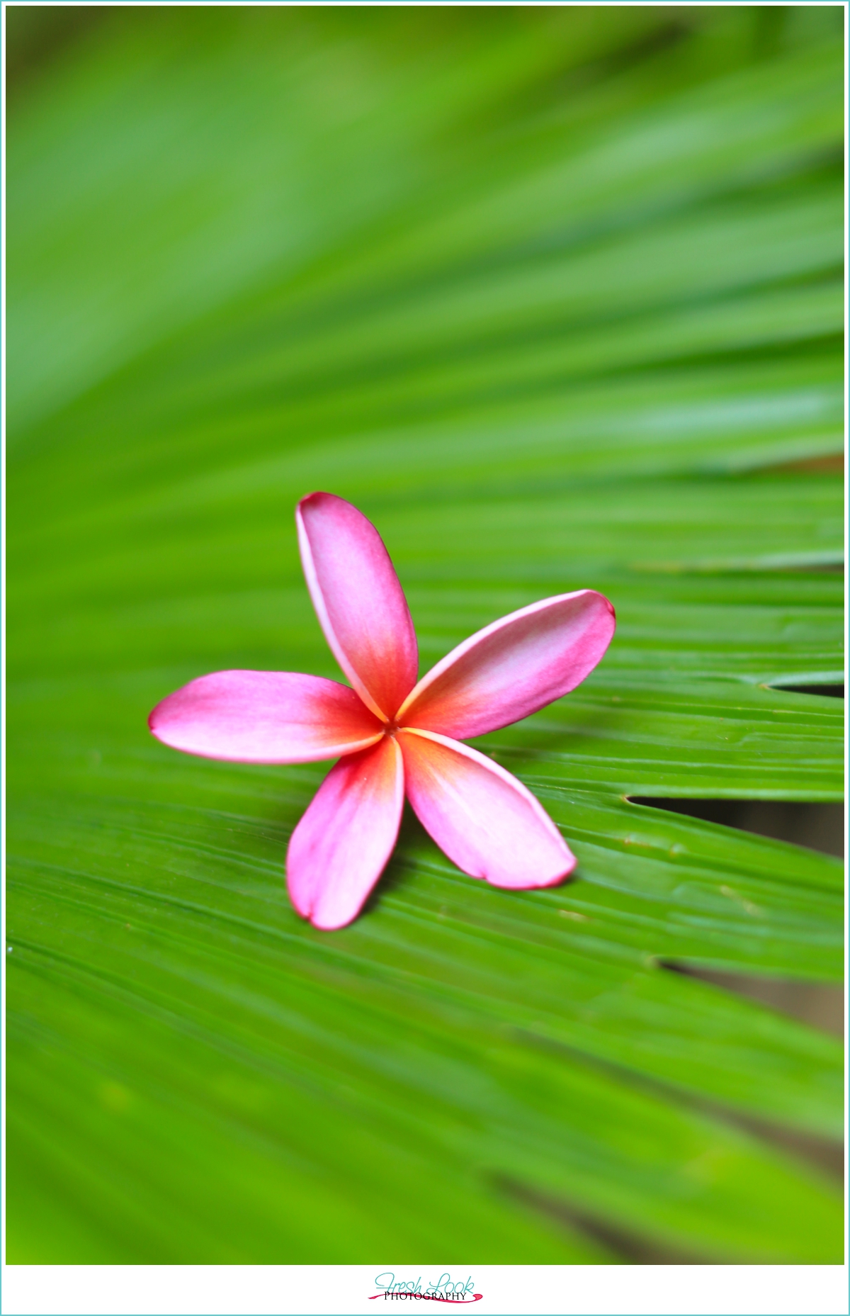 plumeria flower