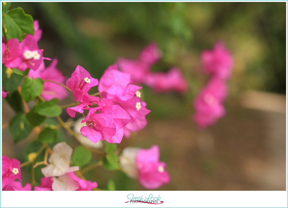 flowers in Hawaii