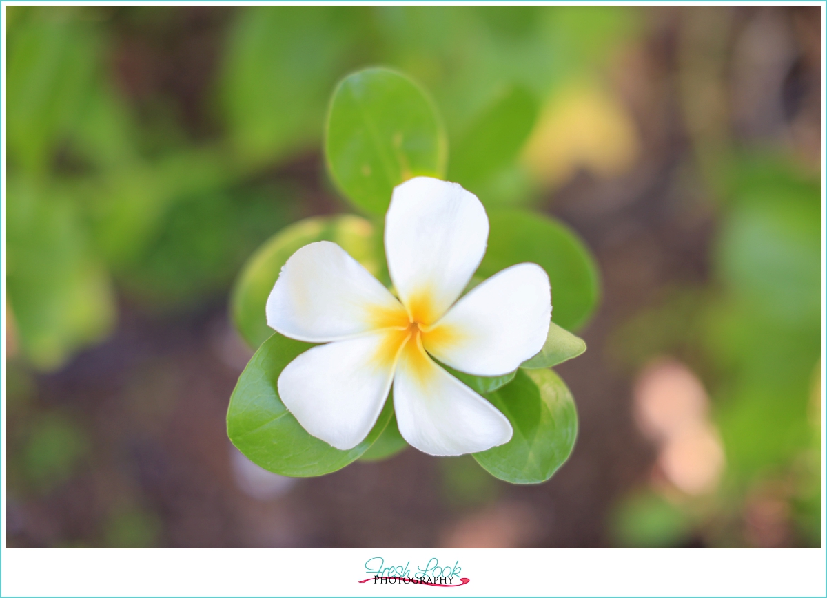 Hawaii wedding photographer