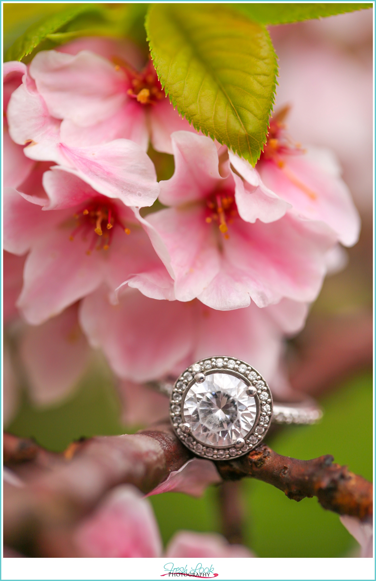 engagement ring and cherry blossom
