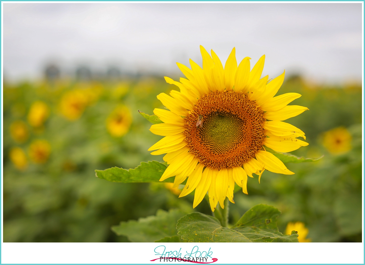 sunflower photography