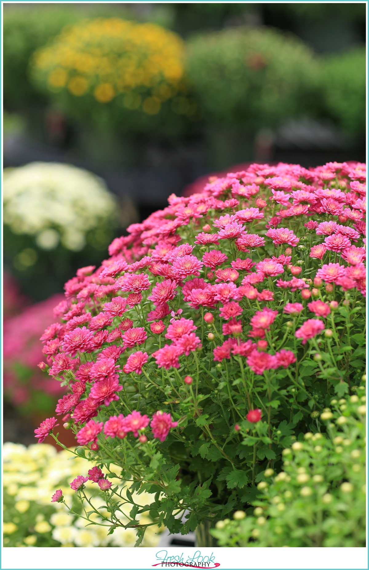 fall mums