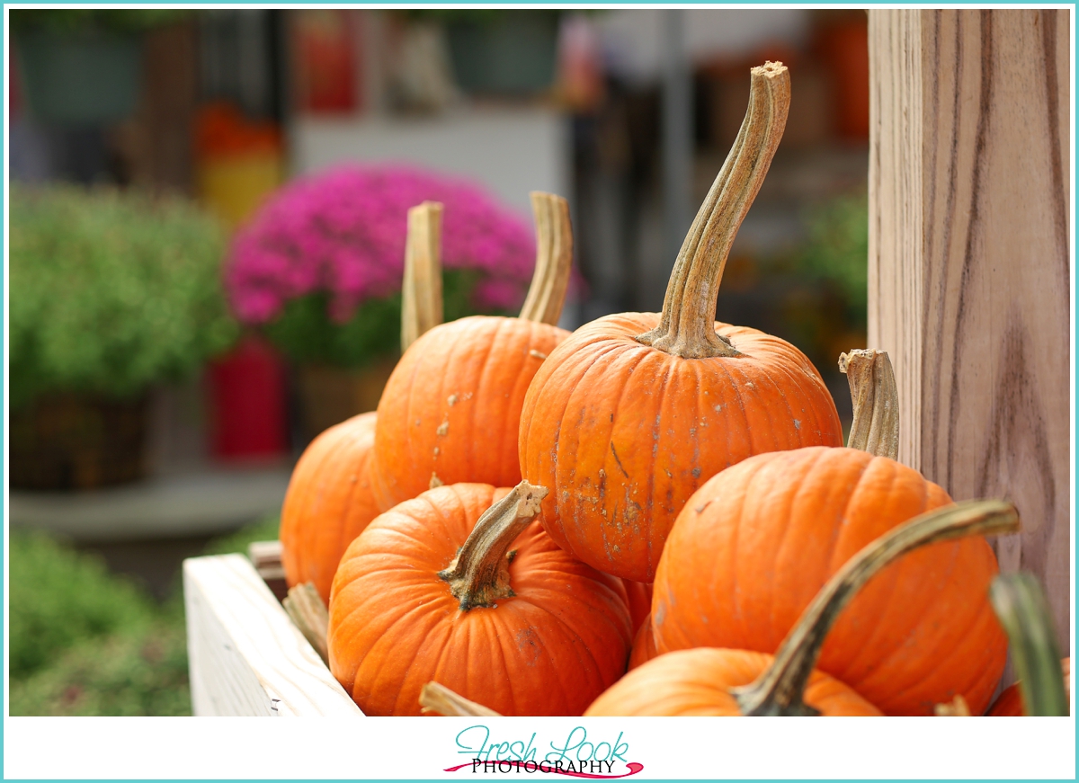 harvest pumpkins