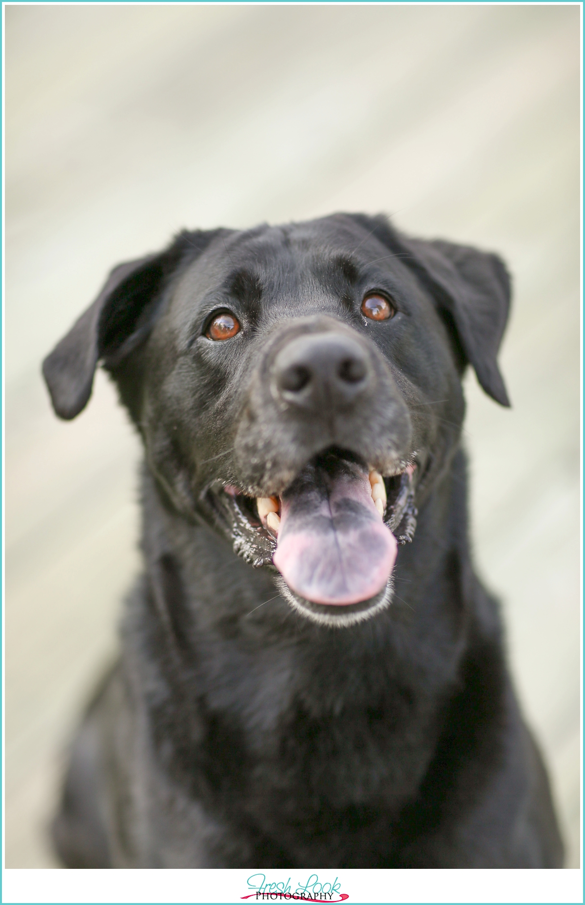 handsome labrador dog