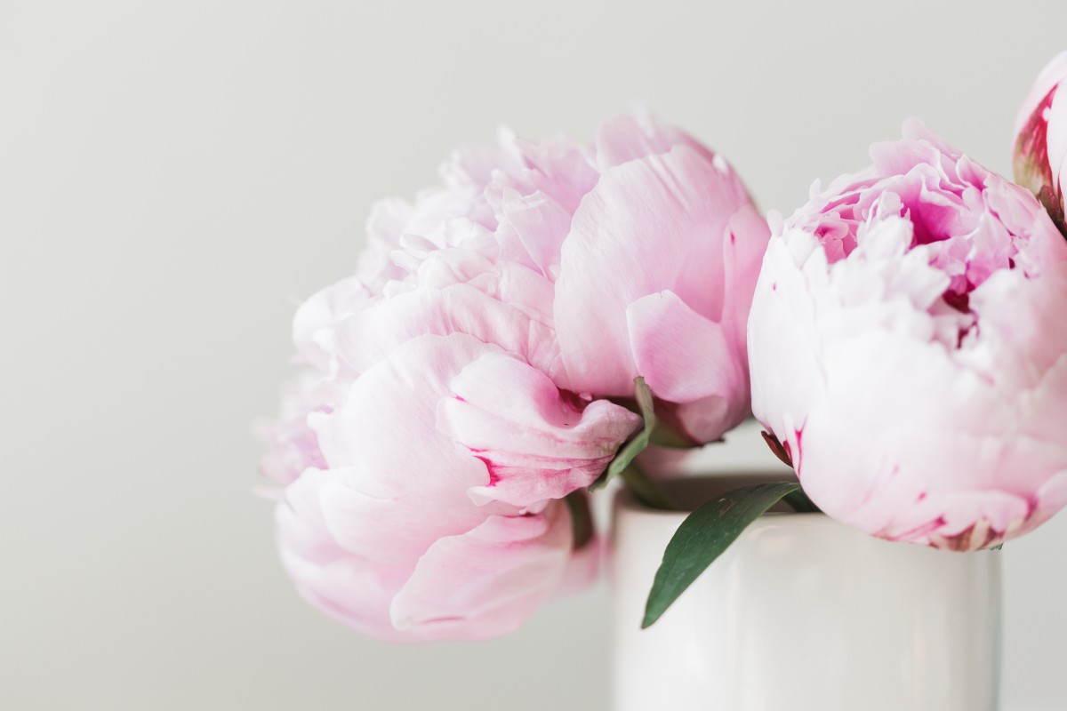 pink peonies