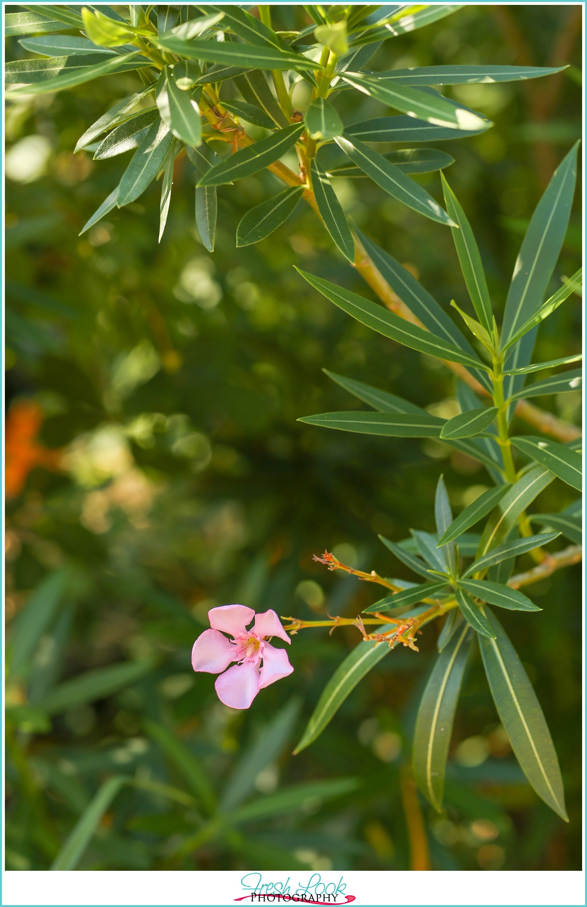 pink beach flowers