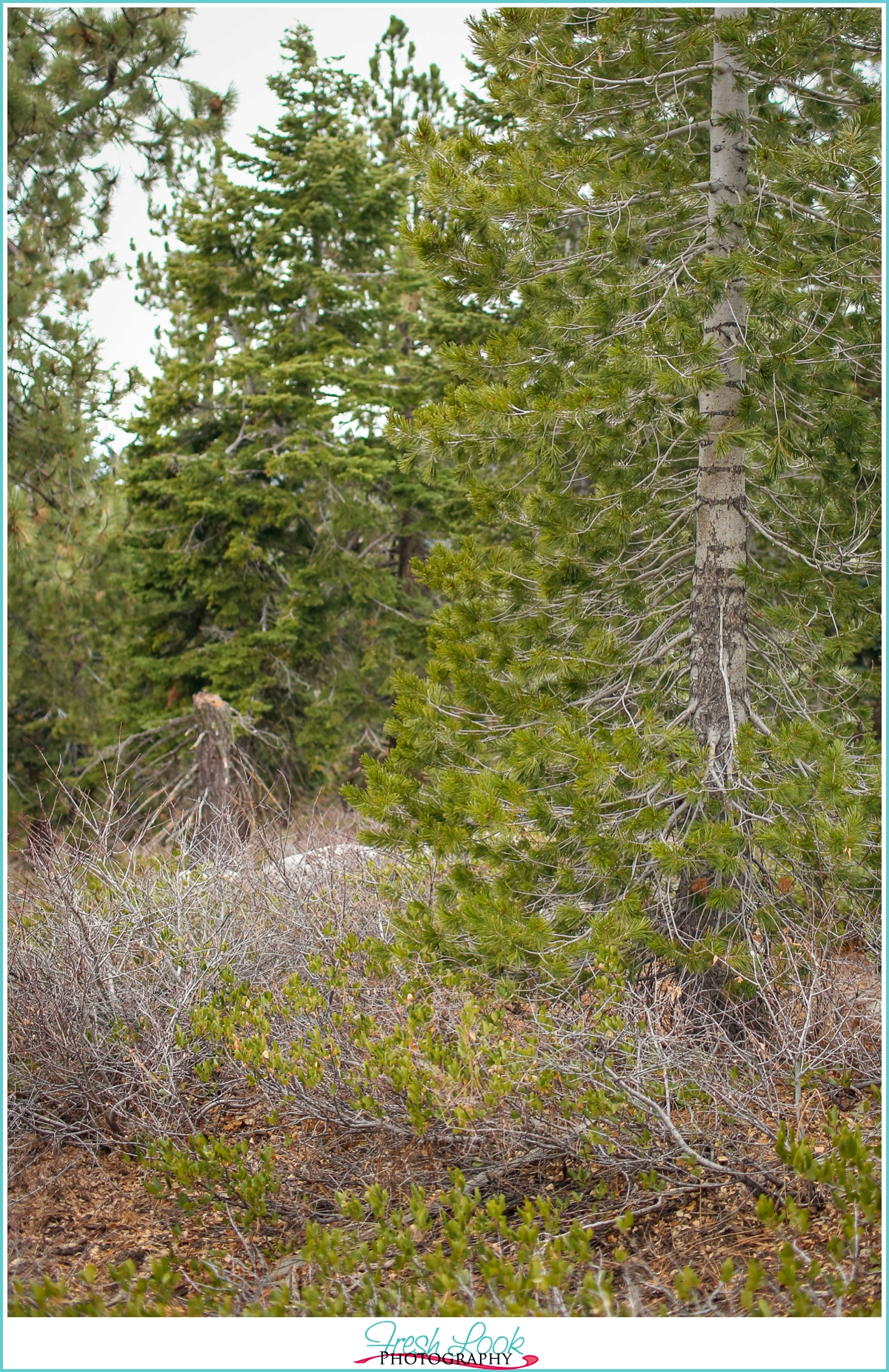 woodsy Lake Tahoe engagement shoot