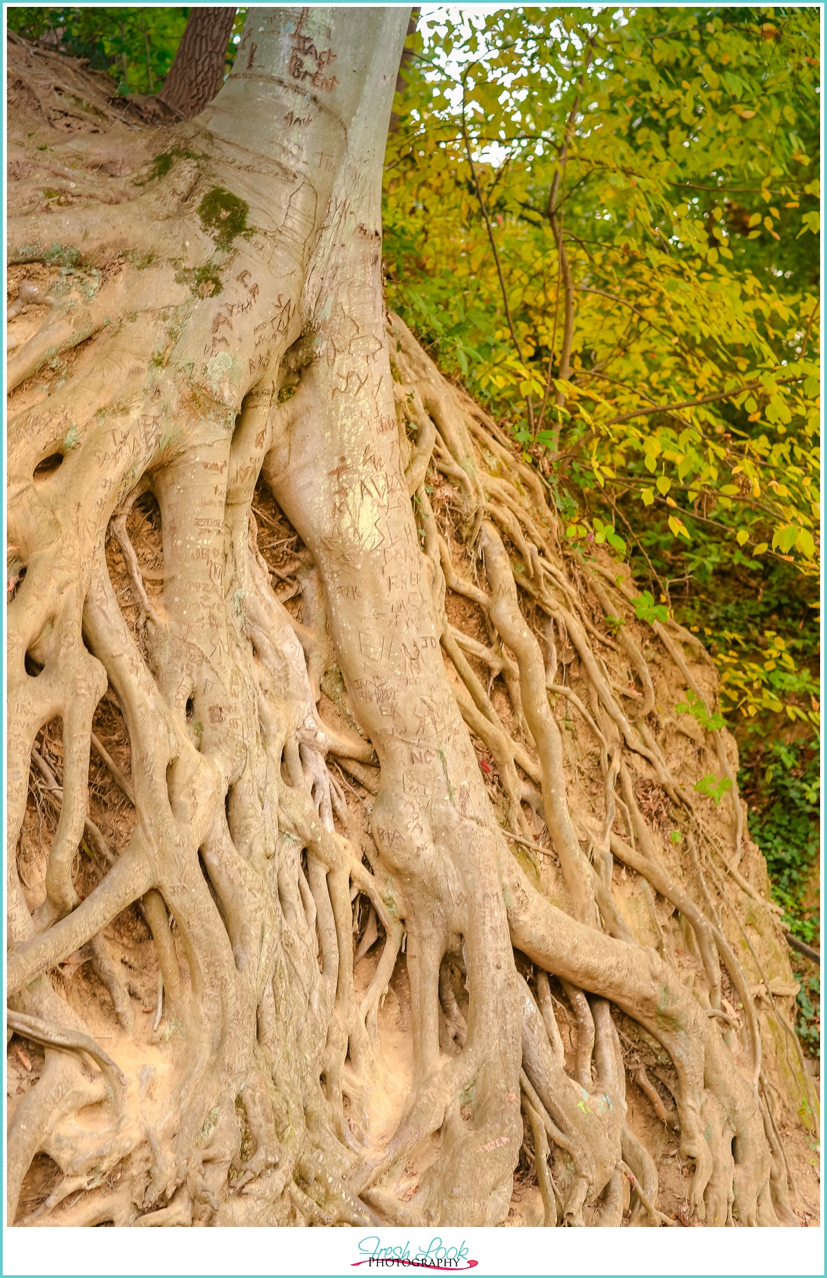 exposed tree roots