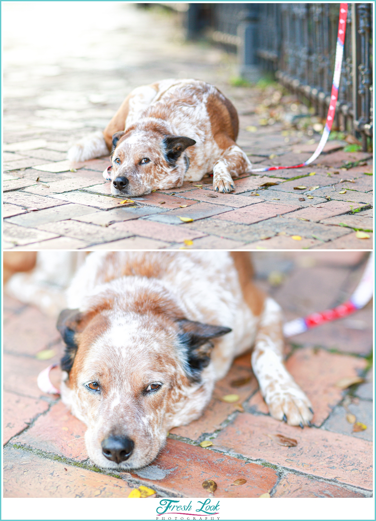 puppy sleeping during the photoshoot