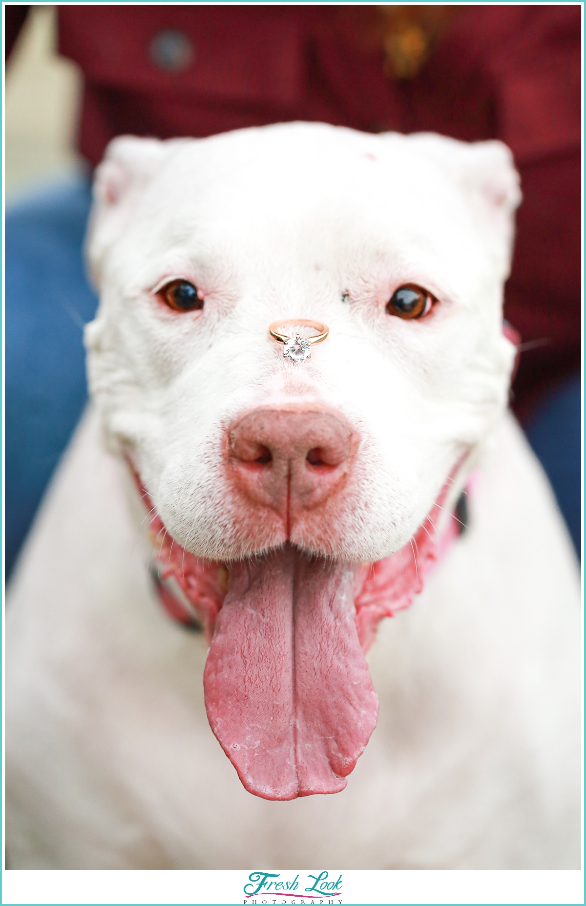 dog with engagement ring on his nose