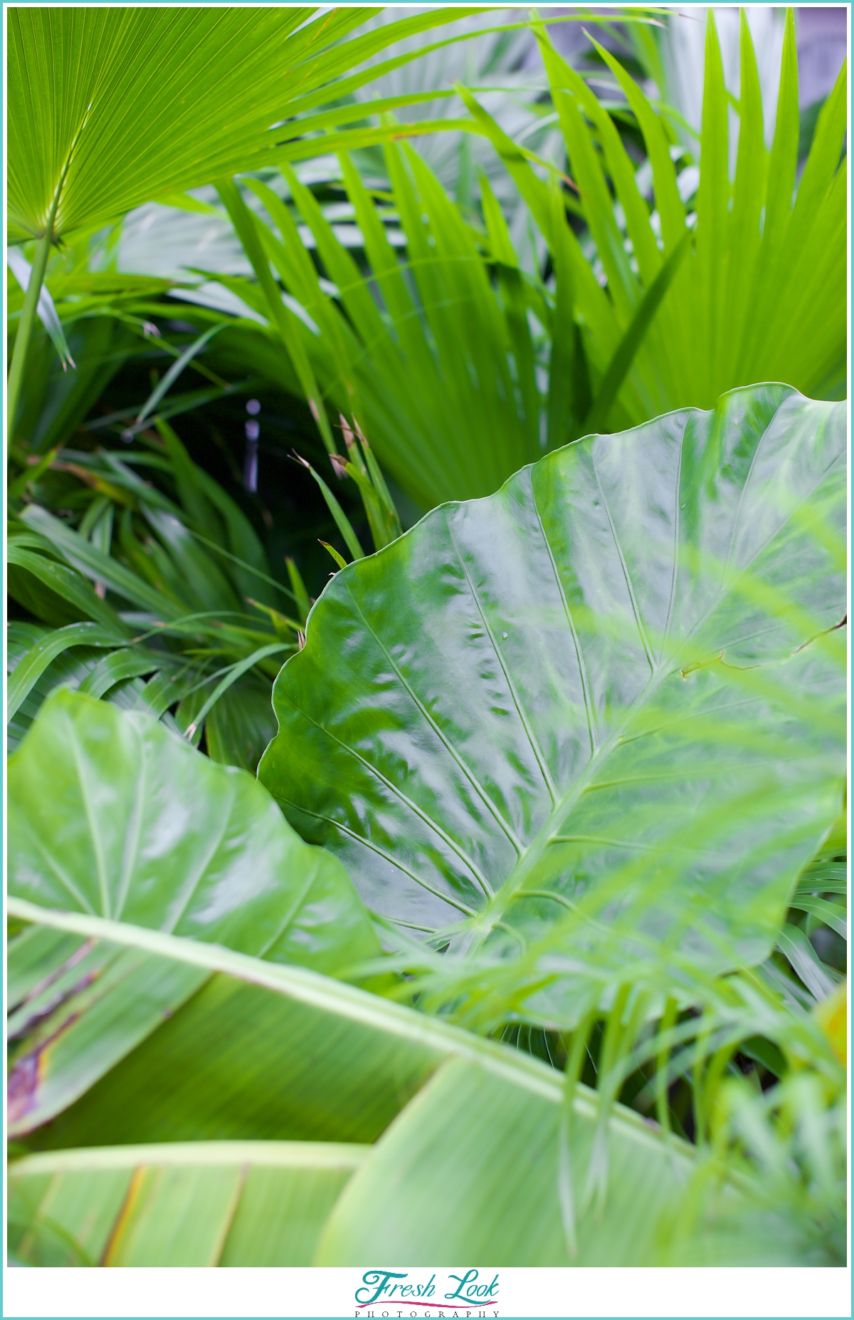 plants make people happy