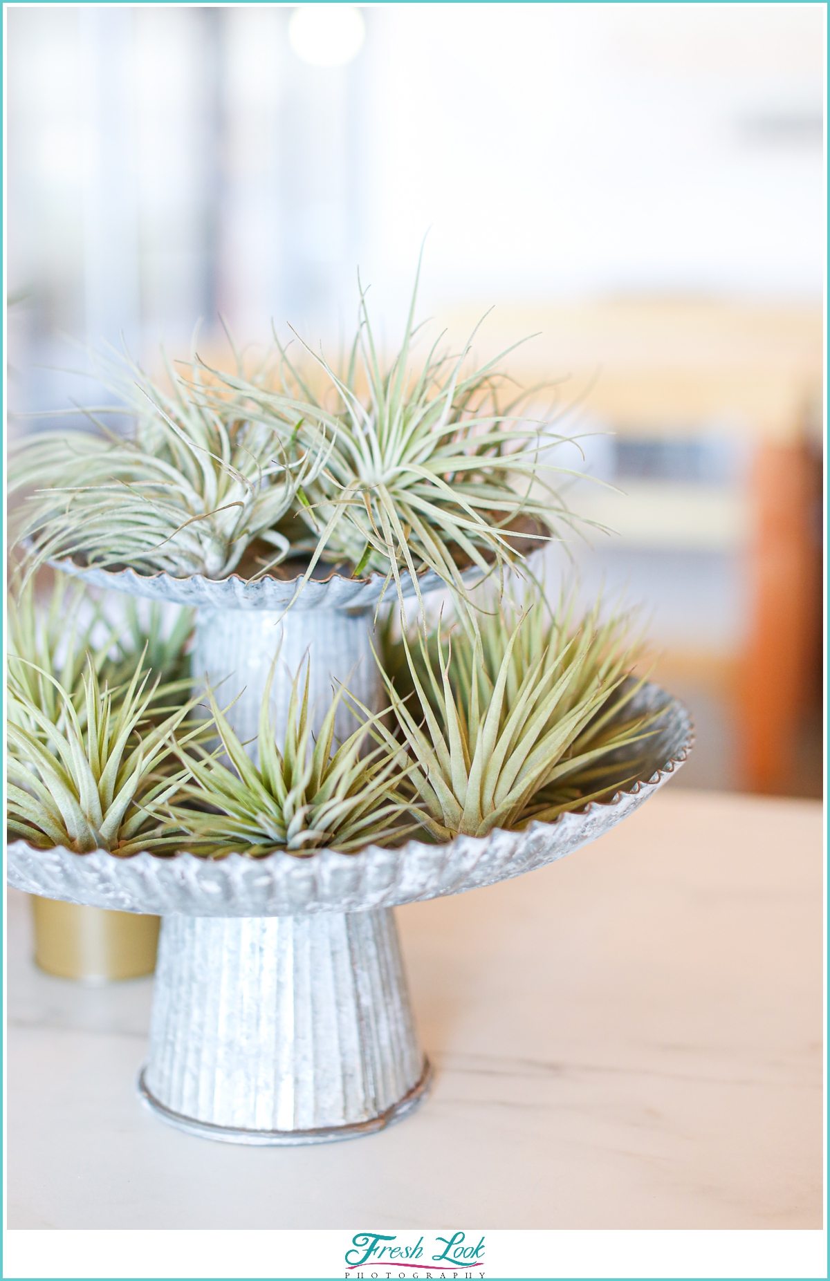 air plant display in plant nursery