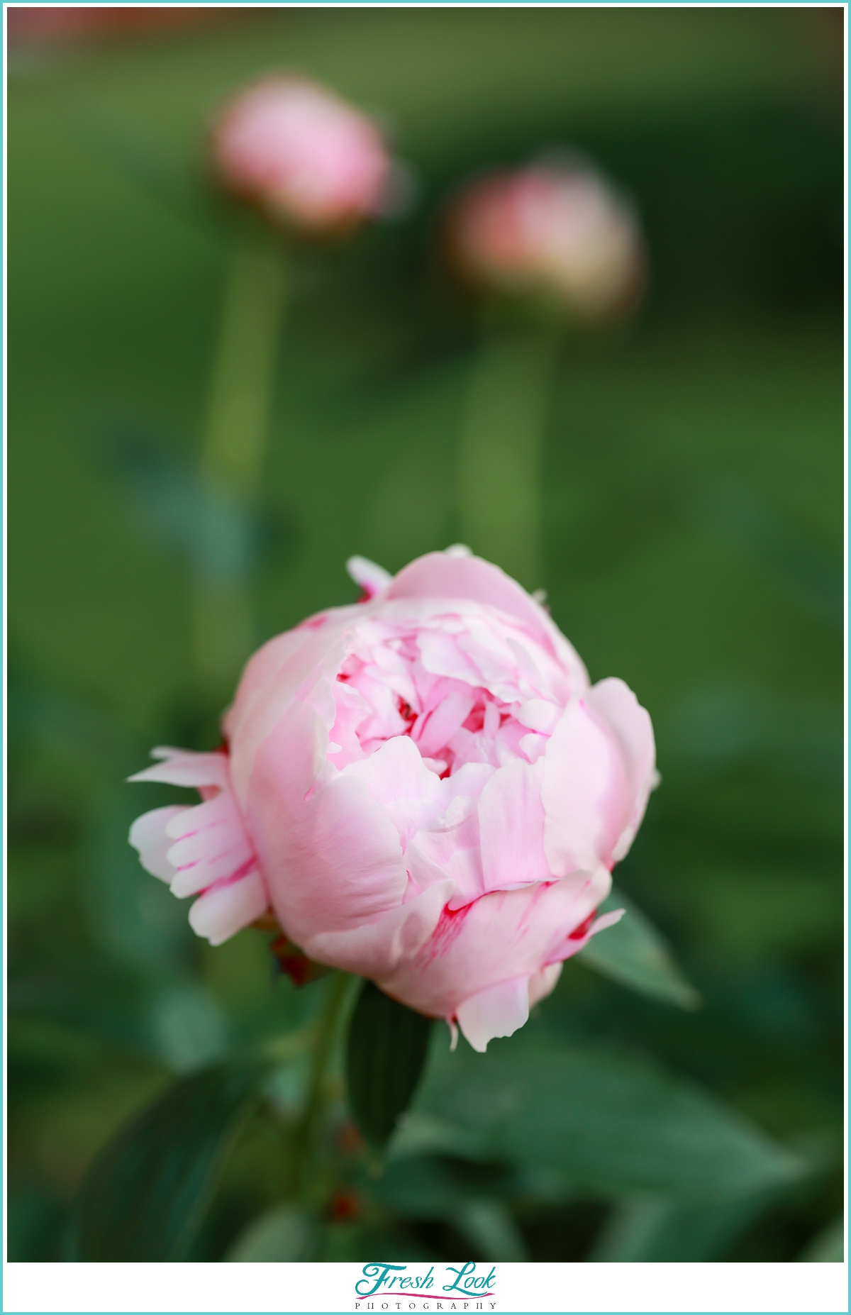 peony flowers