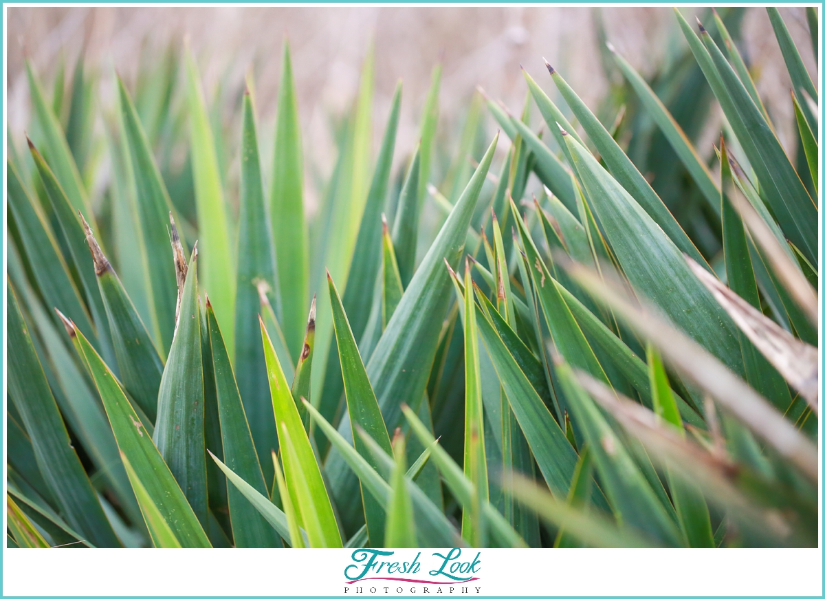 sea grass on the beach